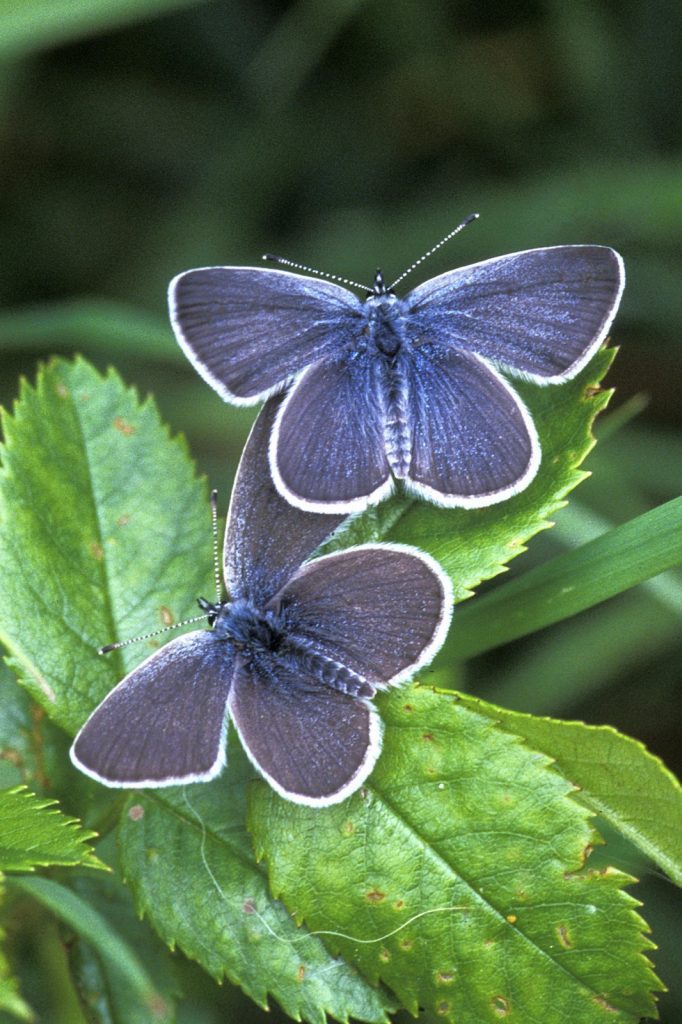 Smallest Butterfly