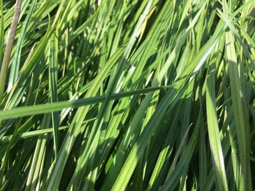 Grass