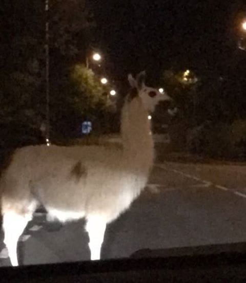 LLAMA