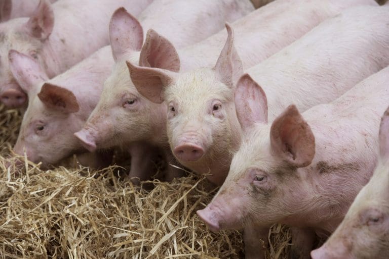 Farmers Commit to Scottish Pig Health Charter