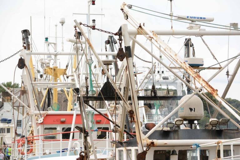 Scotlands Scallop Stocks Face New Protection Measures
