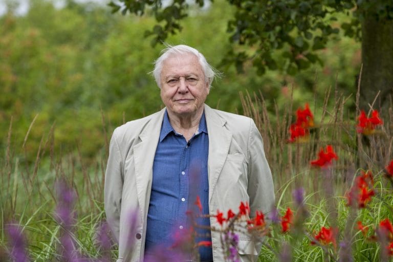 Attenborough Warns 2017 is ‘A critical summer for butterflies’