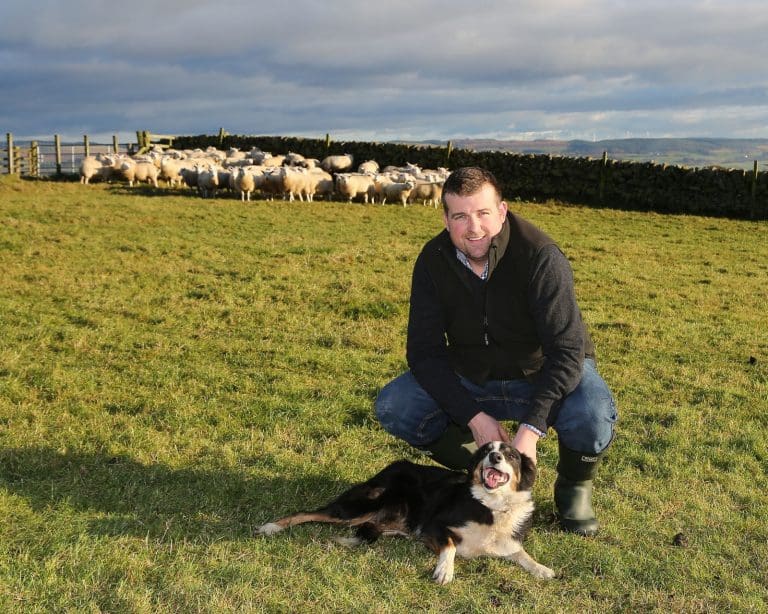 Sheep Profitability