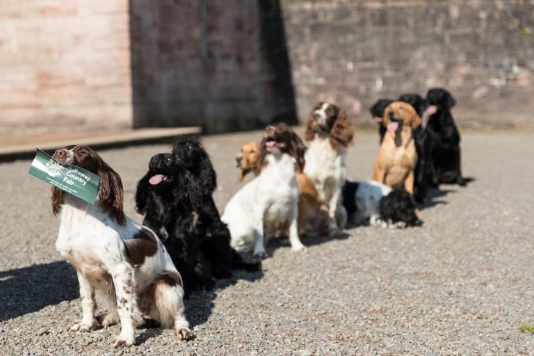 Countdown is on for show-stopping Galloway Country Fair