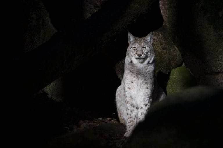 Lynx