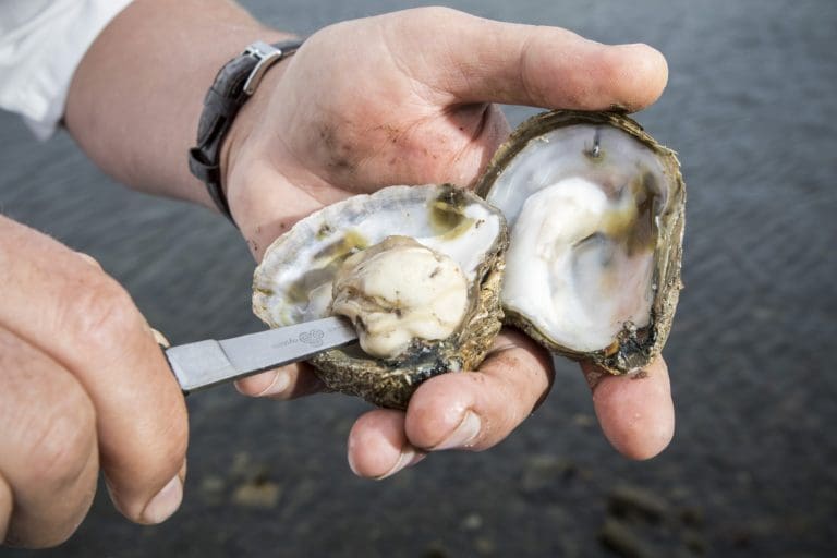 Loch Ryan Oysters Stolen