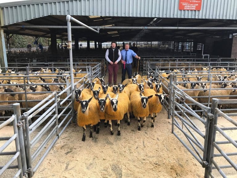 Scotch Mule Ewe Lambs