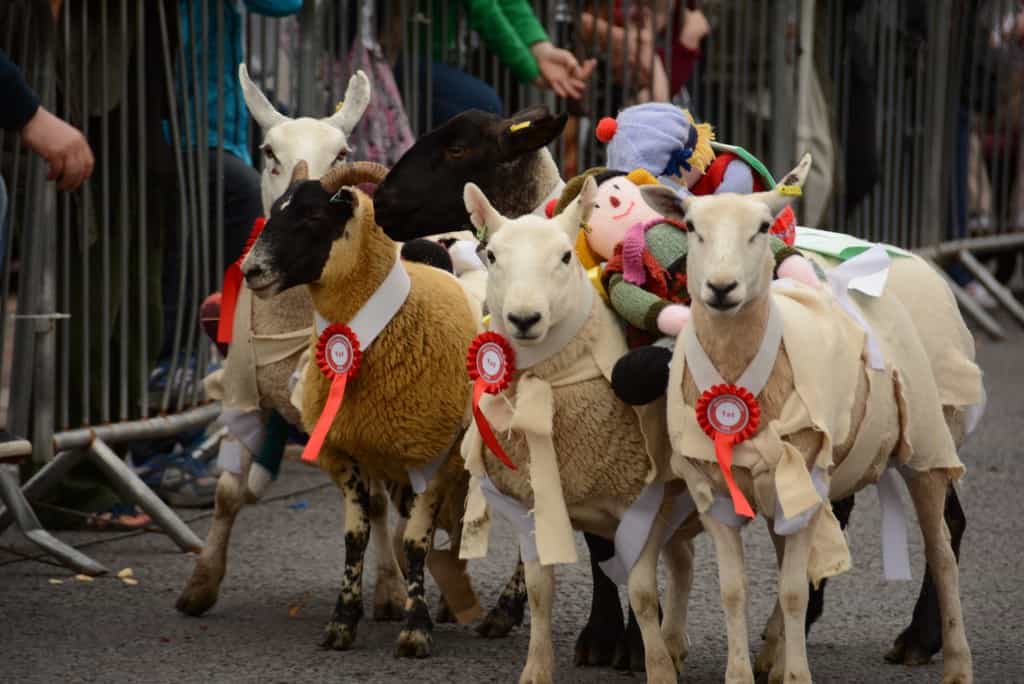 MOFFAT SHEEP RACES CANCELLED