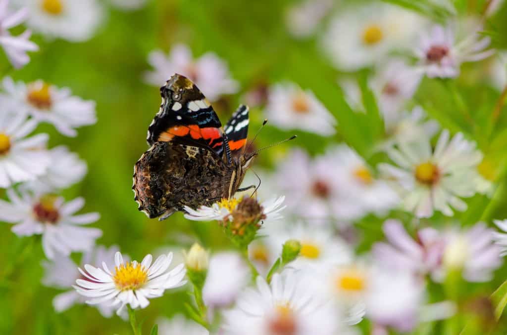 Butterfly Boost