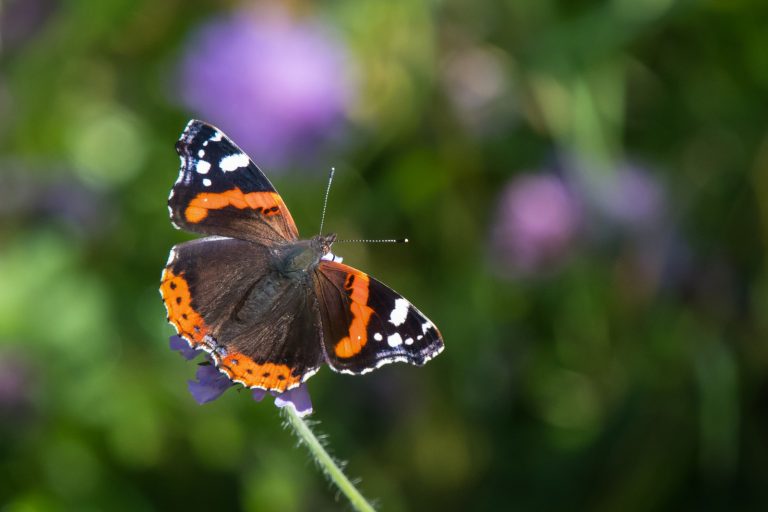 Red Admiral Thrives