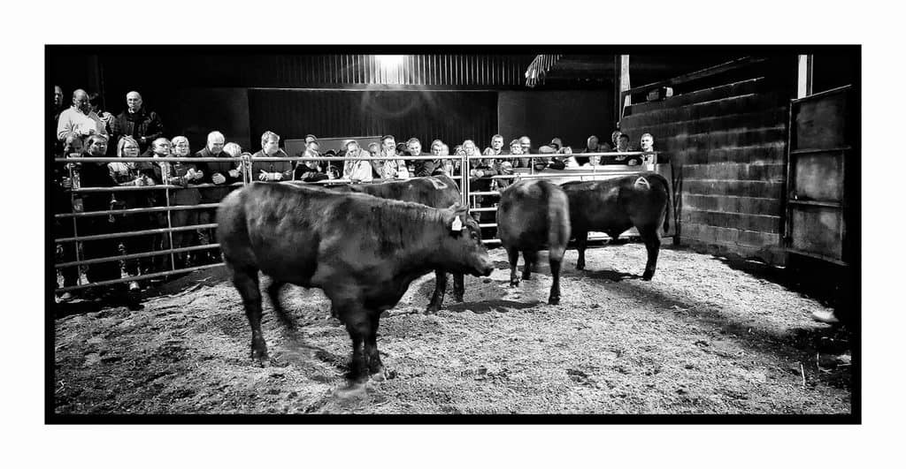 Machars Young Farmers Beef Stockjudging 2017