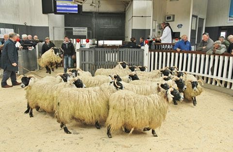 Wallets Marts Blackface Ewe