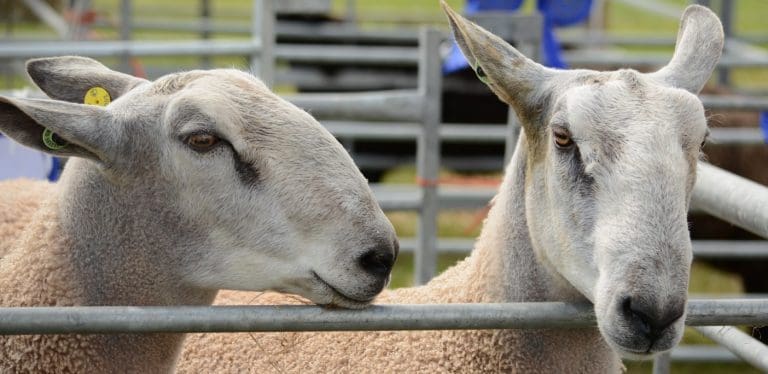 Bluefaced Leicester Sale