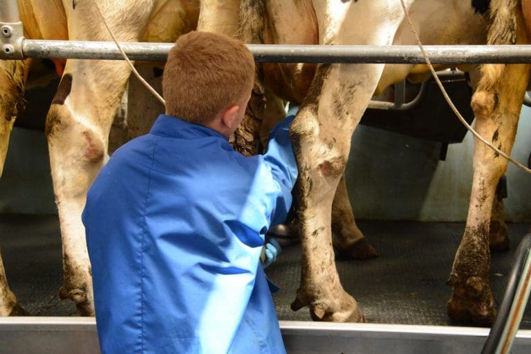 EMMA HARPER MSP WANTS BREXIT FOCUS ON DAIRY INDUSTRY STAFFING