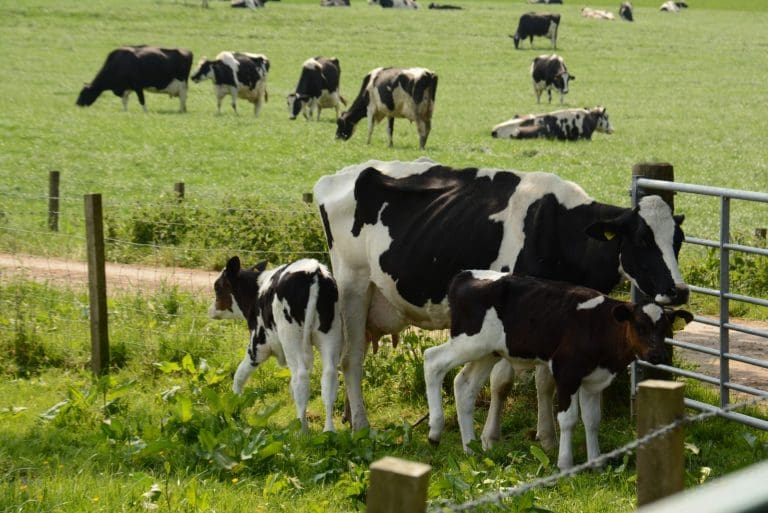 Dairy farmers