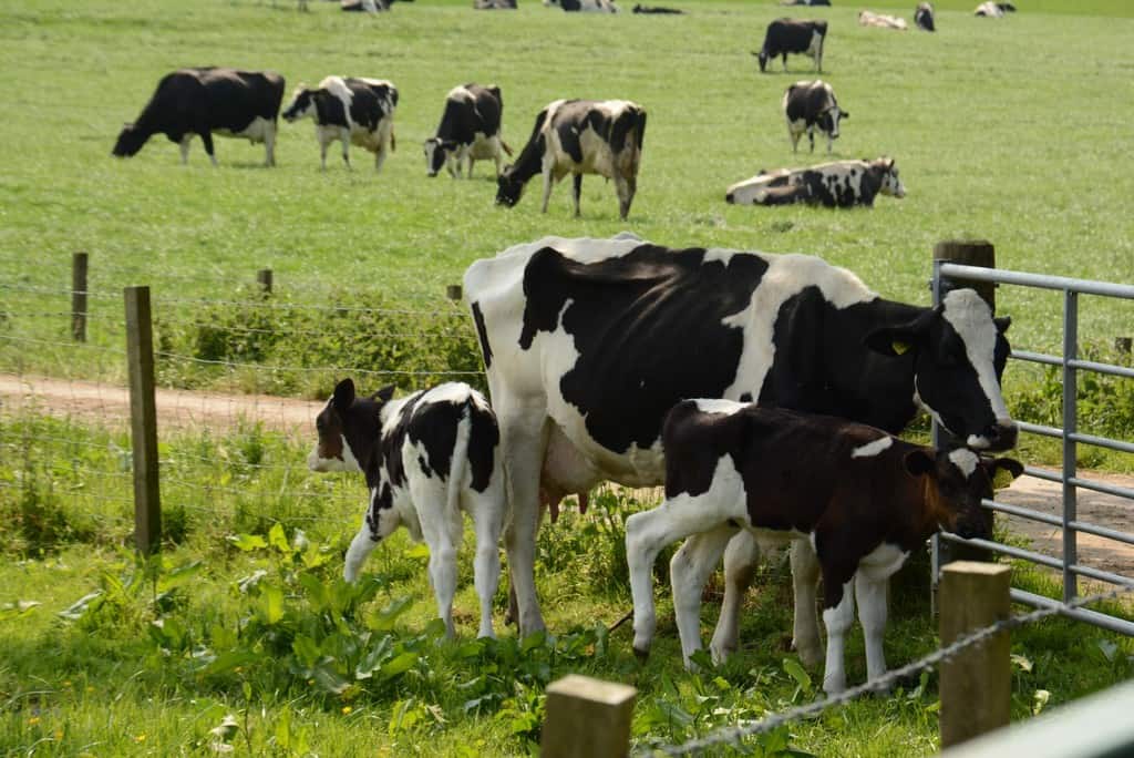 Dairy farmers