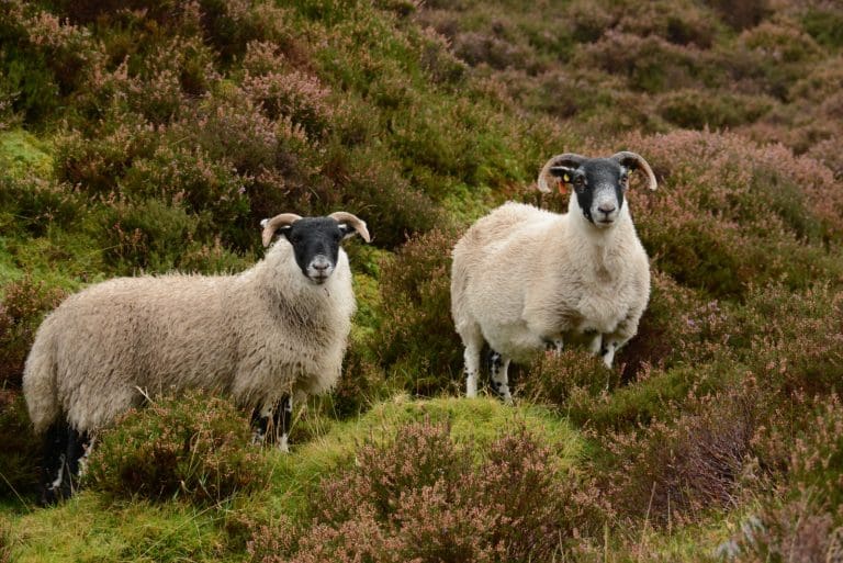 SHEEP DEAD AFTER DOG ATTACK – WATERBECK