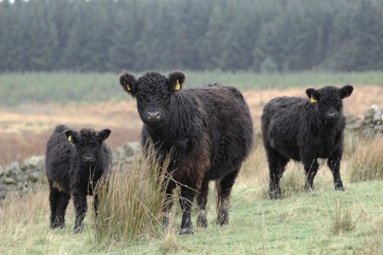 Galloway Beef Project Secures LEADER Funding