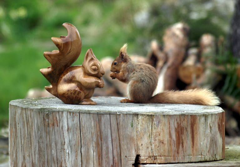 CELEBRATING SCOTLAND’S FINEST WOODS