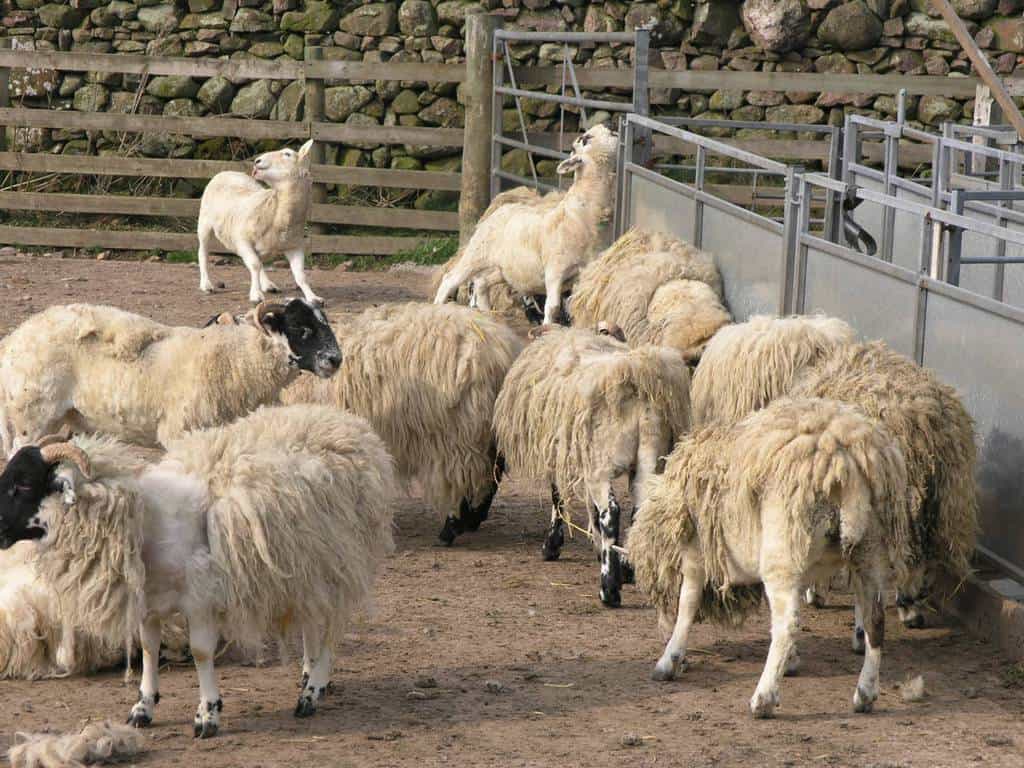 Free Sheep Scab Testing