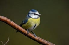 RSPB Big Garden Birdwatch 2018