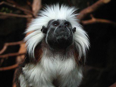Three Endangered Monkeys Stolen From Galloway Conservation Centre