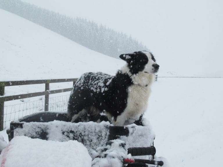 MORE SNOW