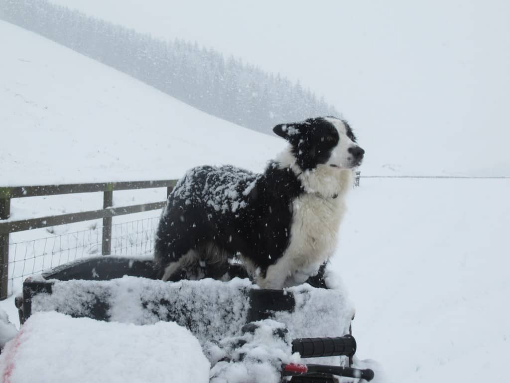 MORE SNOW