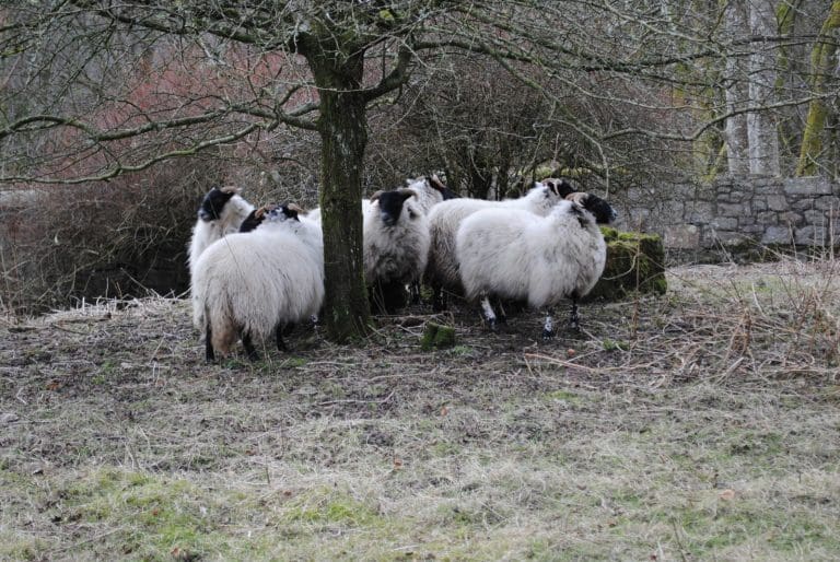 Sheep Mauled To Death Near Dumfries