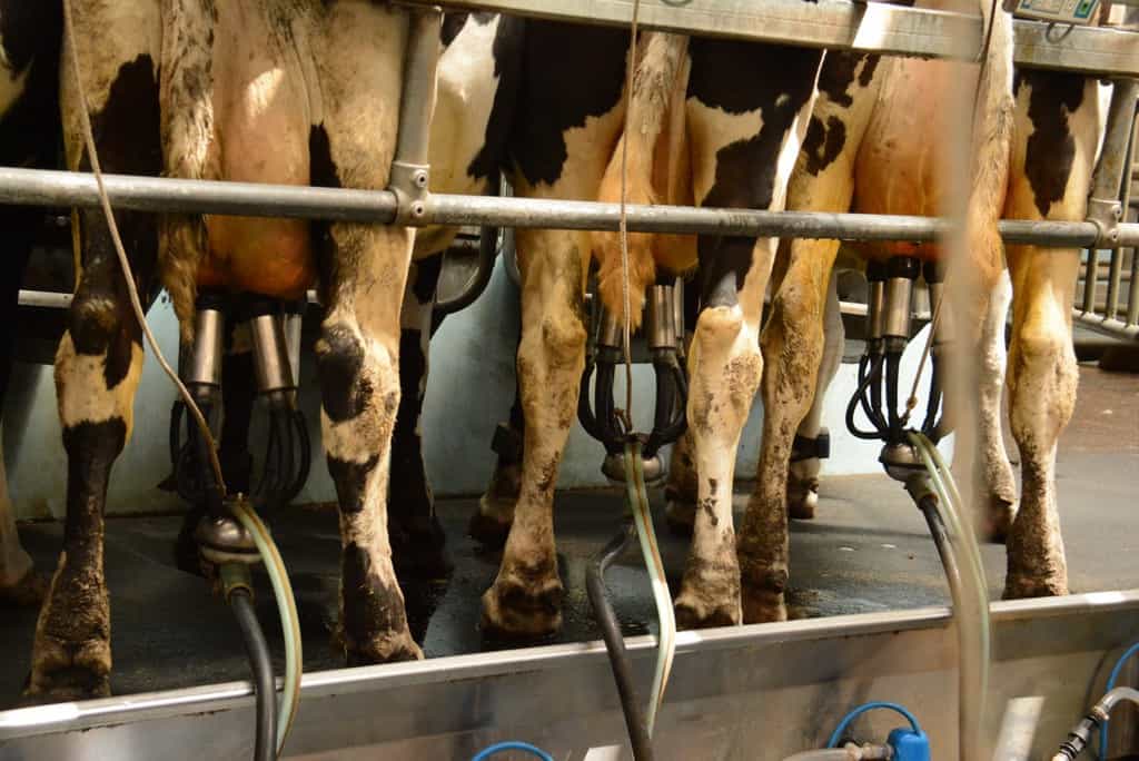 MILK PRICE CUTS