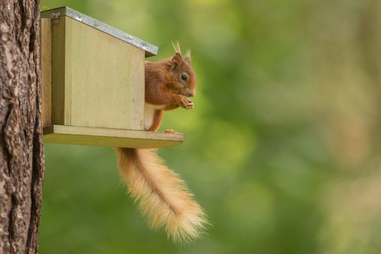 Scotlands Red Squirrels