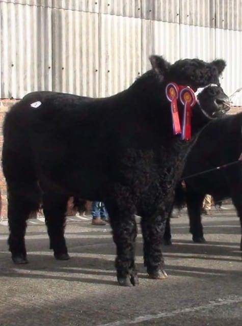 Champion Galloway Bull