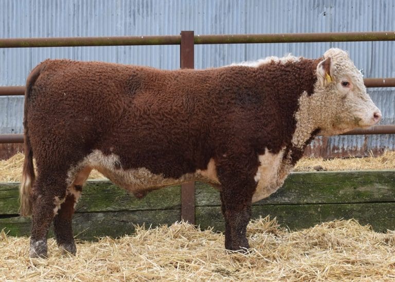 Bulls Average at £2470 – Ervie Hereford Bull Sale