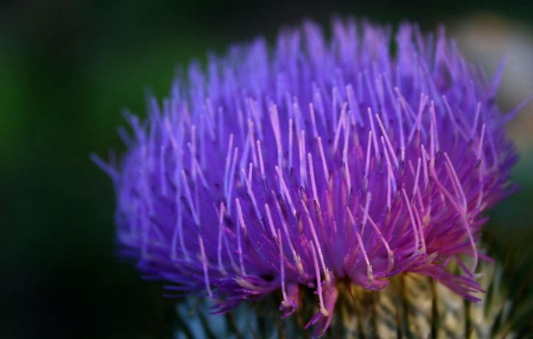 Final Thistle