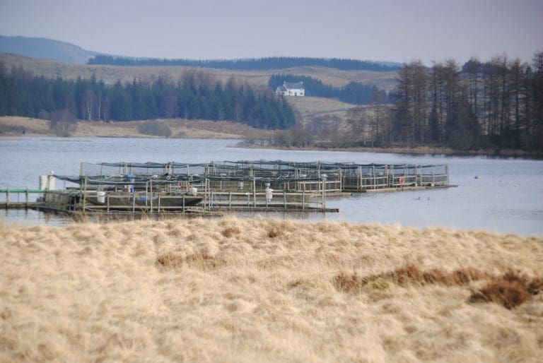 New Guidance to Help Communities and Fish Farm Developers