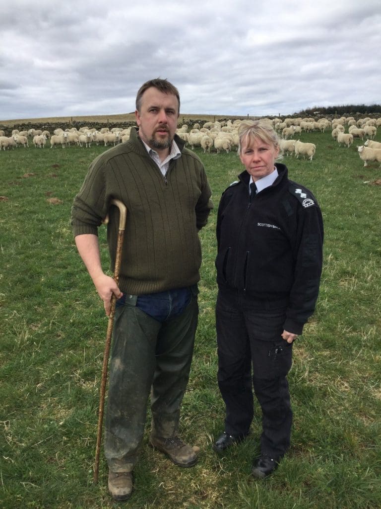 Kennel Club Joins Scottish Rural Organisations Backing “Sheep-wise” Campaign