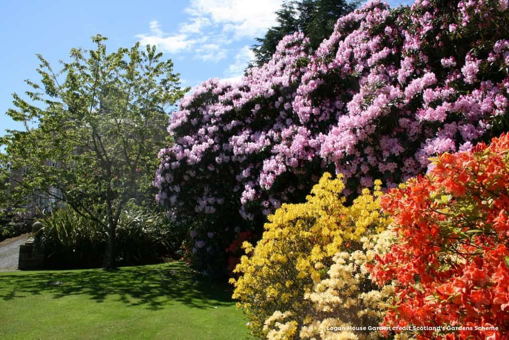 Scottish Rhododendron Festival