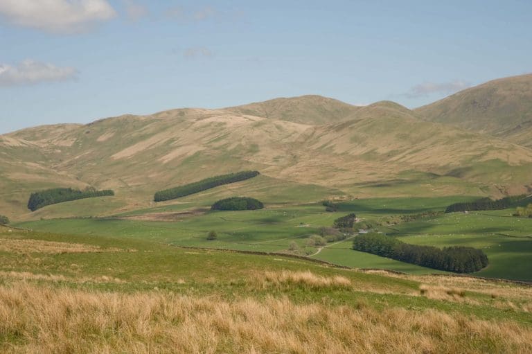 farm woodland