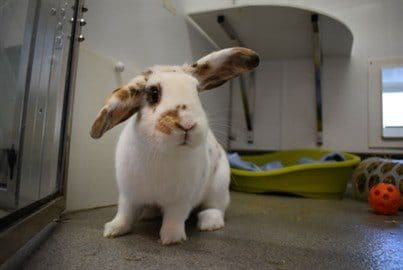 DON'T BUY BUNNIES