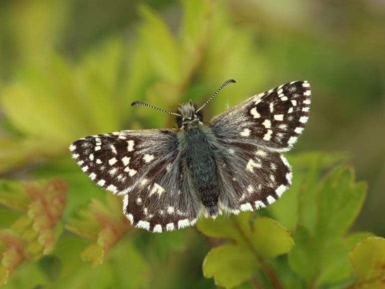 Butterfly Revival Dashed