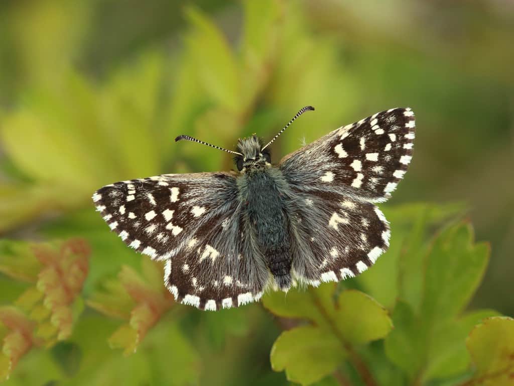 Butterfly Revival Dashed