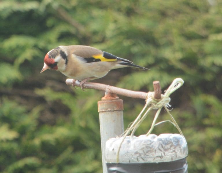 Goldfinch