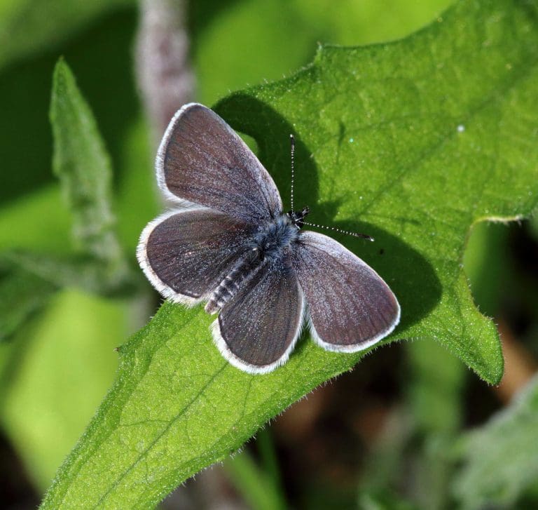 Scotland’s Smallest Butterfly
