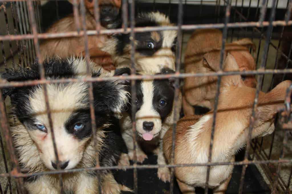 Trafficked Puppies Seized