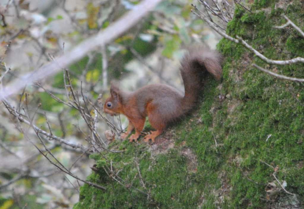 2019 Solway Forests Red Squirrel Calendar Competition