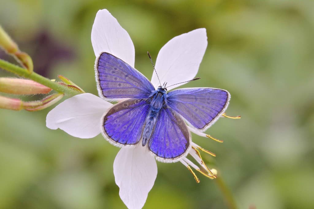 Blue Butterflies Scotland
