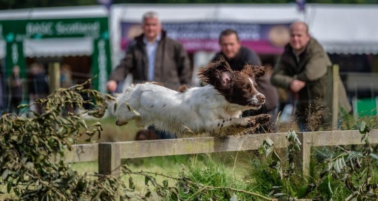 Country Fair Fun Four Legged Friends