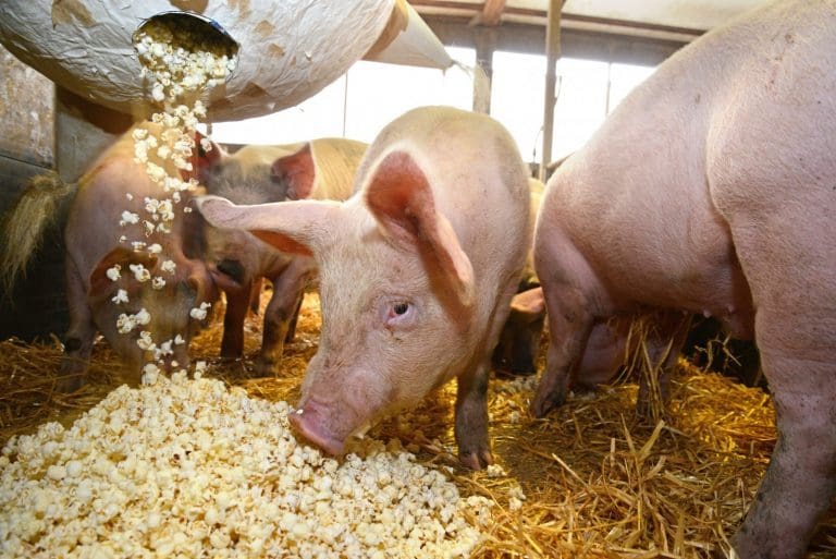 Pigs