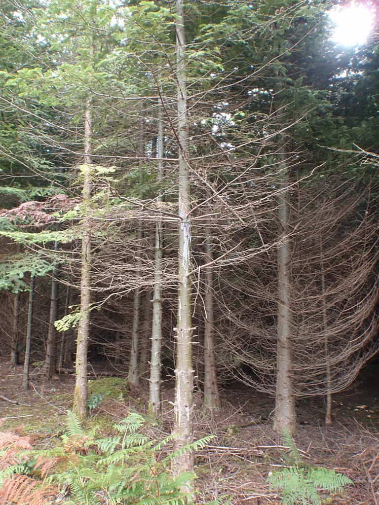 Larch Tree Disease