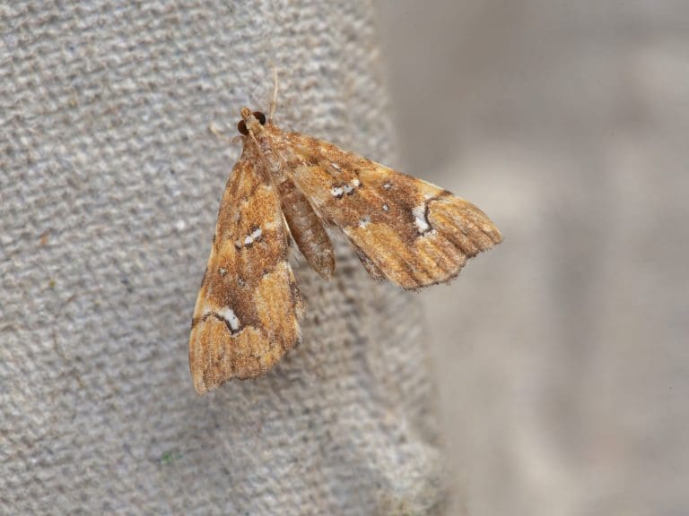 New Moth Species are Arriving and Settling in the UK